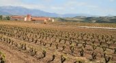 Viñedos de La Rioja