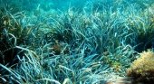 Posidonia