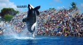 SeaWorld prescinde de las orcas en Abu Dabi