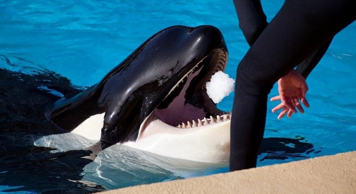 Loro Parque participa en un estudio que evalúa la relación entre personalidad y bienestar en orcas
