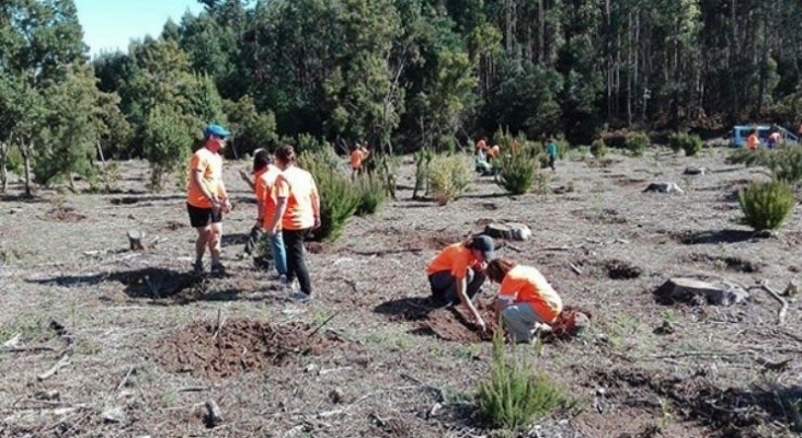 El Tenerife Walking Festival cumple su compromiso de “huella cero” con la plantación de especies de monteverde