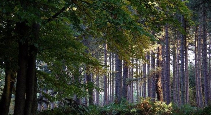 Una gran amenaza se cierne sobre el turístico bosque de Robin Hood