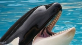 Ha muerto Tilikum, la orca asesina