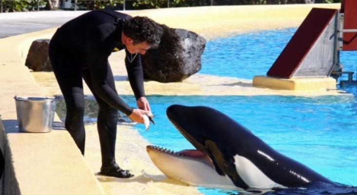 Loro Parque, parque temático de la Isla de Tenerife, publica un vídeo para demostrar que la orca Morgan se encuentra en buenas condiciones