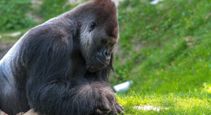 Science Advances augura la desaparición del 75% de especies de primates