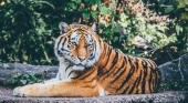 Muere un turista chino tras el ataque de un tigre en un zoo