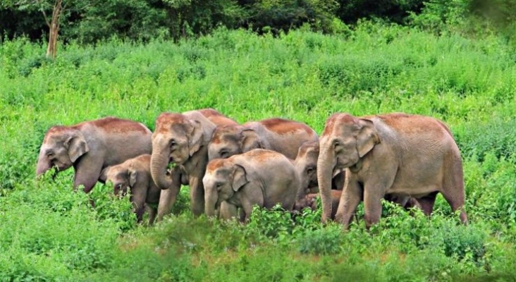 Nuevo santuario de elefantes en Tailandia
