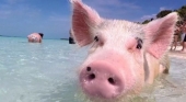 La isla de los cerdos en Bahamas