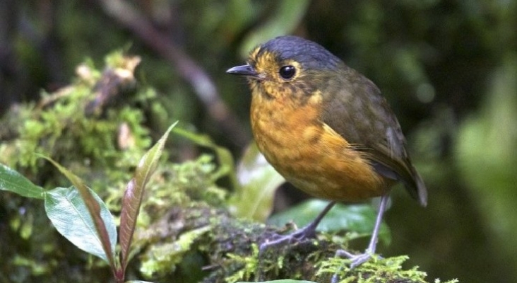 50 millones de avistadores de aves en EEUU y Reino Unido