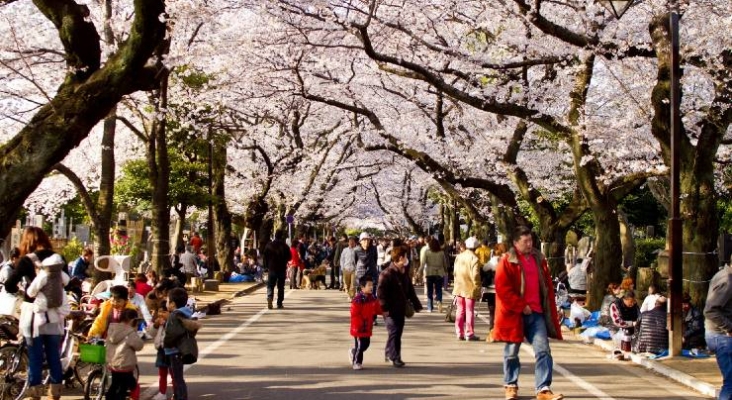 Los parques más bonitos de Tokio para observar el cerezo en flor