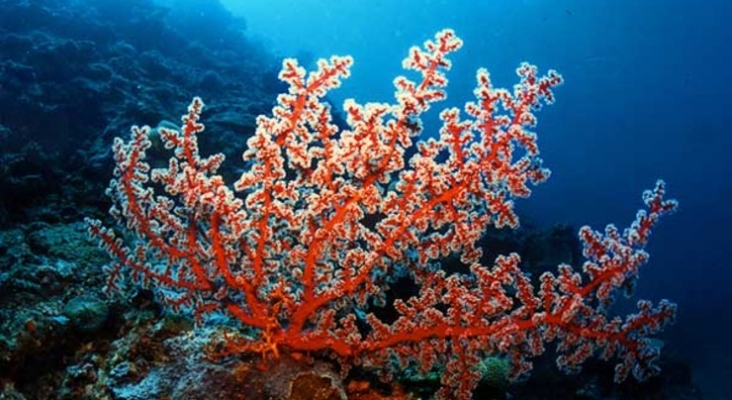 El coral rojo ya no se podrá extraer de la costa catalana