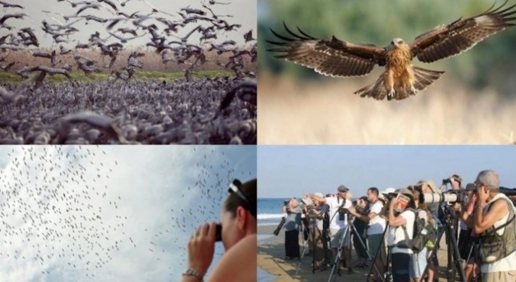 Eliat, medio billón de aves para el turismo ornitológico