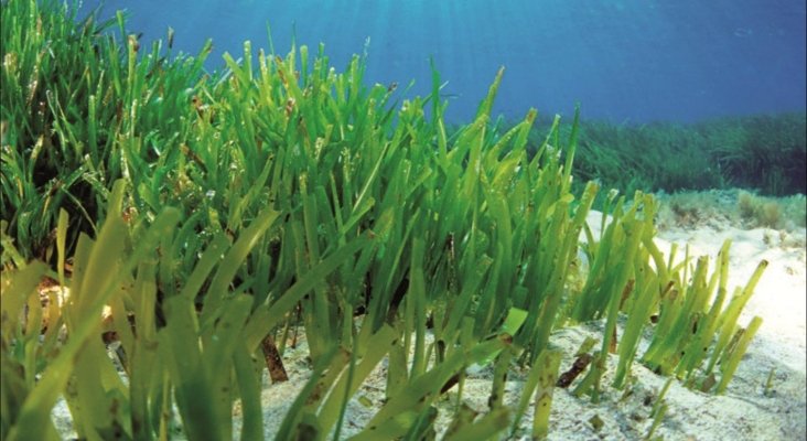 Posidonia en Formentera