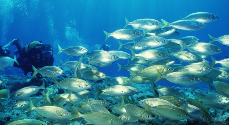 Fondo marino en Formentera