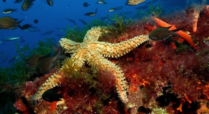 Estrella de mar en el fondo marino balear