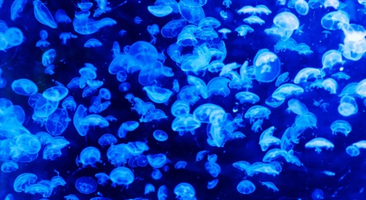 Las medusas amenazan el turismo en Canarias