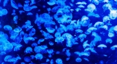 Las medusas amenazan el turismo en Canarias