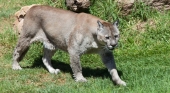 En 'busca y captura' un puma en un Parque Nacional