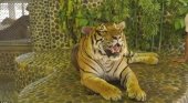 Tigres maltratados para que "sonrían" en las fotos