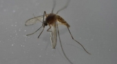 La OMS suprime la emergencia mundial por el virus Zika