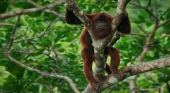 Unos monos salvan a un turista que pasó 9 días en la selva del Amazonas