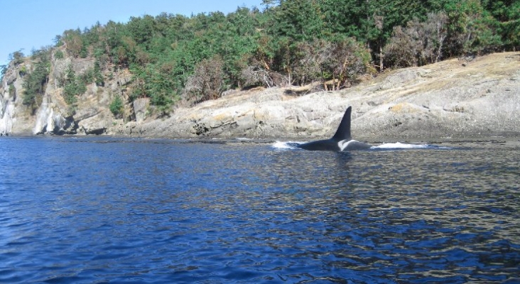 Argentina aprovecha el tirón turístico de las cazas de orcas