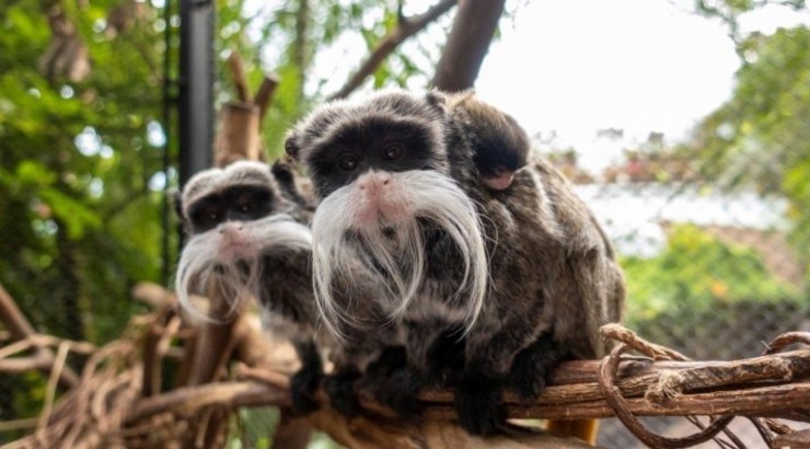 Nacen en Loro Parque dos mellizos de tití emperador durante la pandemia