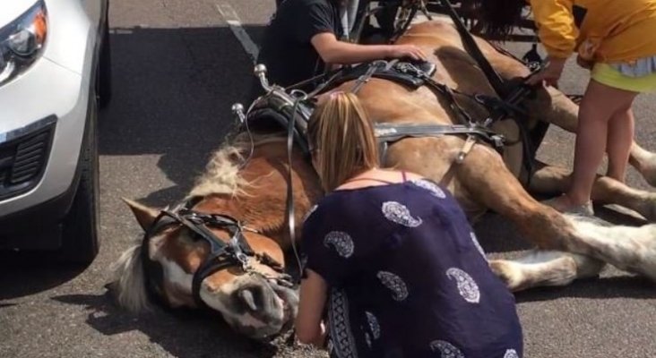 Caballo se desmaya en Charleston