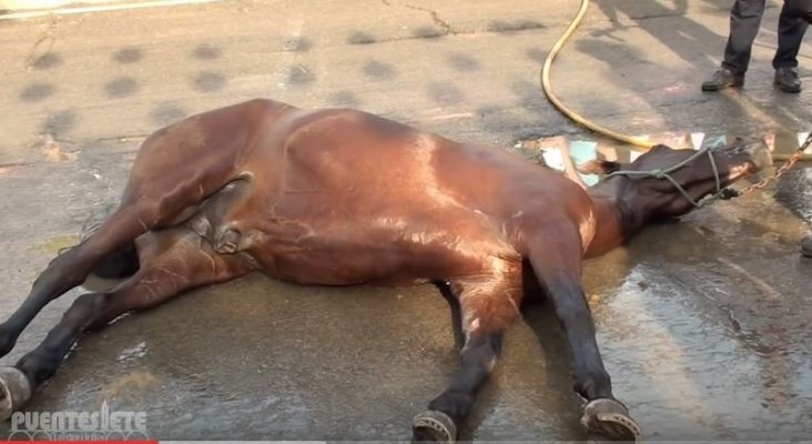 Caballo sufre un golpe de calor en la Feria de Sevilla