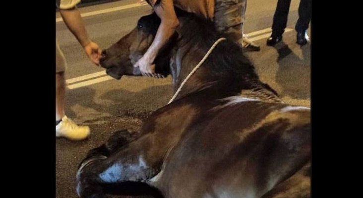 Caballo muere en Montjuic Fuente FAADA