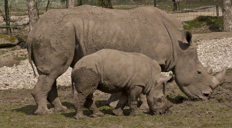 Rinocerontes en cautividadBoom turismo cinegético y caza