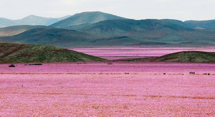 Florece el desierto más árido del mundo