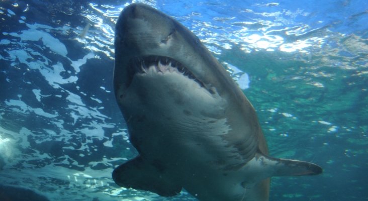 ¿Ha aumentado el número de ataques de tiburones en España?