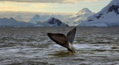 La Antártida acogerá la mayor reserva marina mundial el próximo año