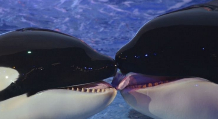 SeaWorld registra pérdidas tras anunciar el cese en la cría de orcas SeaWorld registra pérdidas tras anunciar el cese en la cría de orcas