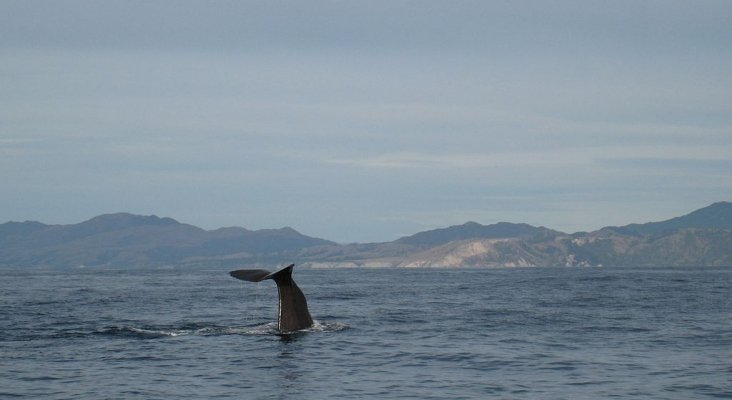 Avistamiento de ballena