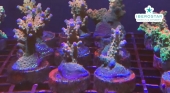 Iberostar apuesta fuerte por la sostenibilidad y abre su cuarto vivero de coral en el Caribe