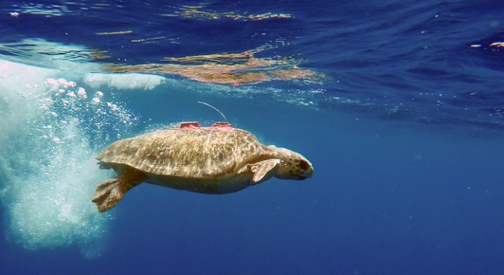 La Fundación TUI Care libera a una tortuga verde conectada a un dispositivo de seguimiento