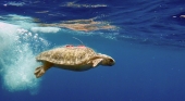 La Fundación TUI Care libera a una tortuga verde conectada a un dispositivo de seguimiento