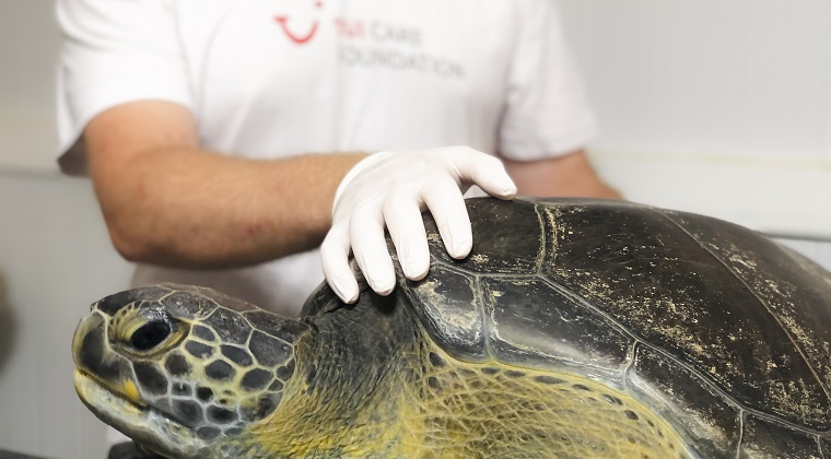 Turtle Talay in the rescue centre 