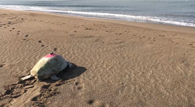 Tuba on her way to enter the sea 