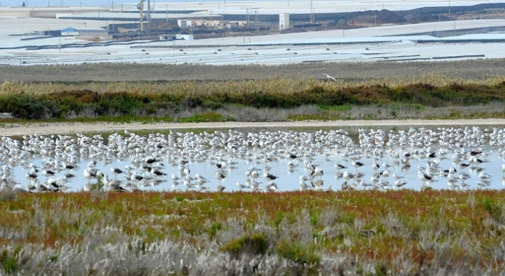 Salinas Nuevas de Roquetas de Mar