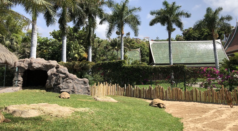 nueva instalación tortugas de espolones loro parque