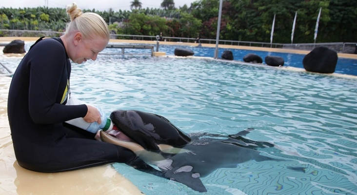 ula orca loro parque