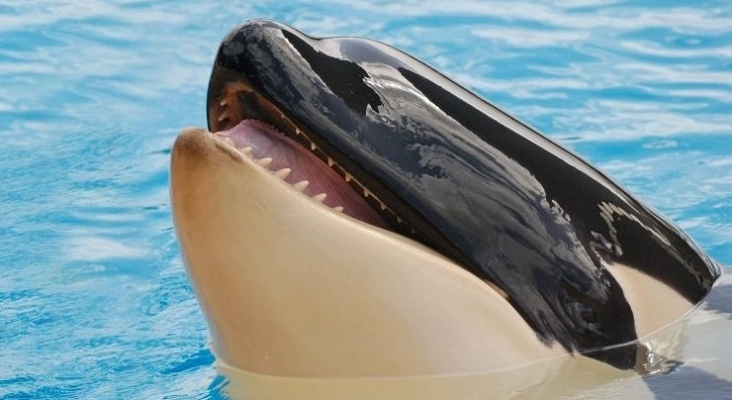 "Inmenso dolor y tristeza" por la muerte de Ula, la cría de orca de Loro Parque Tenerife|Foto Facebook Orca Ula