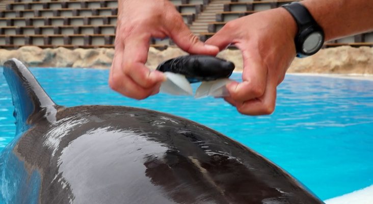 Loro Parque participa en el estudio sobre bienestar de cetáceos más grande de la historia (1)