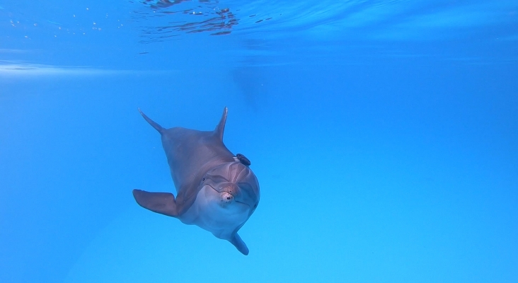 Loro Parque participa en el estudio sobre bienestar de cetáceos más grande de la historia (2)