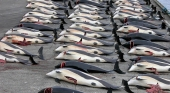 Más de 1.400 delfines masacrados en una nueva matanza de cetáceos en Islas Feroe