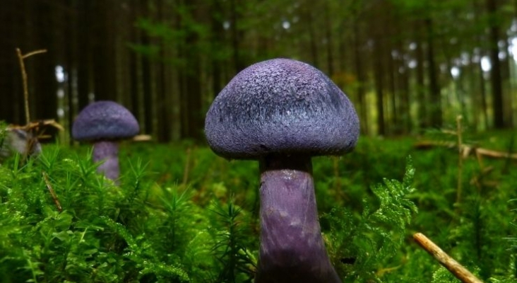 Jaca y Panticosa siguen apostando por la micología, que cuenta cada día con más adeptos