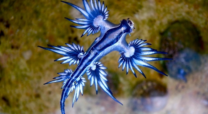 Los dragones azules llegan a las costas de Canarias | Dragón azul (Glaucus atlanticus) Foto Sylke Rohrlach (CC BY SA 2.0)